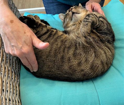 Paws and Relax: Unleashing the Zen with Our Introductory Pet Massage