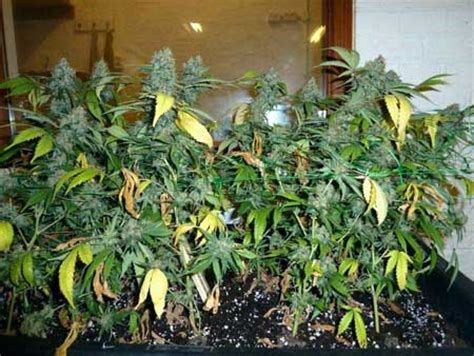 Pay special attention to the presence or absence of leaves. Why Cannabis Leaves Turn Yellow | Grow Weed Easy