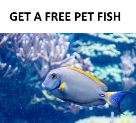 Australia's best online fish supplies distributor. 5 Ways to Get a Free Pet Fish (And Free Aquarium Supplies ...