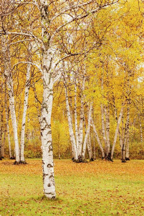Autumn coloured birch trees; Thunder Bay, Ontario, Canada - Stock Photo ...