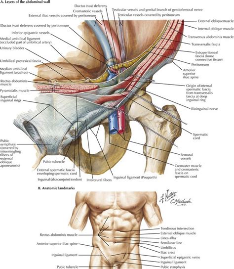 Open Inguinal Hernia Repair Anatomy