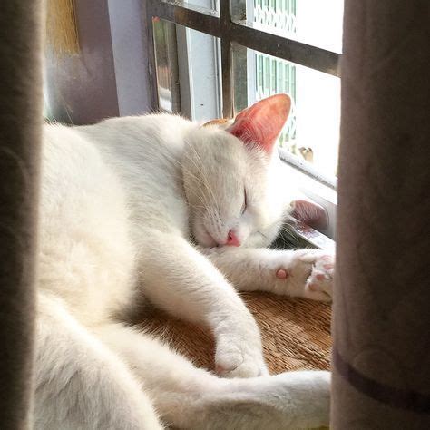 A White Cat Laying On Top Of A Wooden Floor Next To A Window Sill