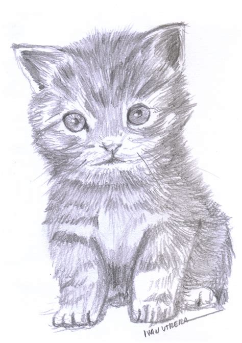 Gato A Lapiz Drawings Drawing Sketches Cats