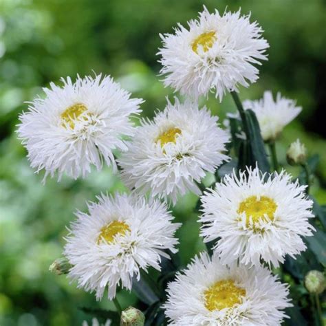 We did not find results for: Daisy Seeds - Crazy Daisy | Flower Seeds in Packets & Bulk ...