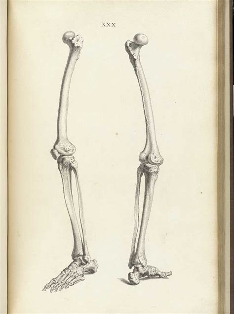 Leg Bones From William Cheseldens Osteographia Nlm Call No Wz 260