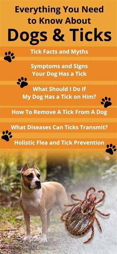 Everything You Need To Know About Dogs And Ticks Ticks On Dogs Tick