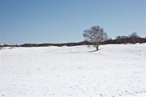 In Winter There Is Snow On The Grassland With Silver Birch Forest