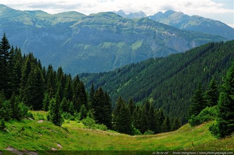 Dave Ruberto Green Forest In Alps Mountains Landscape Forest