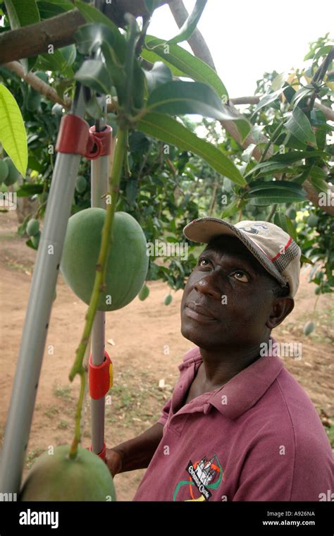 Farm Worker Pruning Mango Tree Stock Photo Alamy
