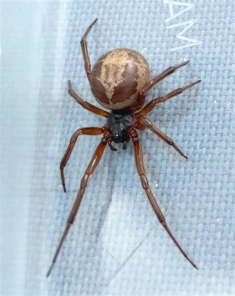 How Long Does A False Widow Spider Live False Widow Steatoda Nobilis