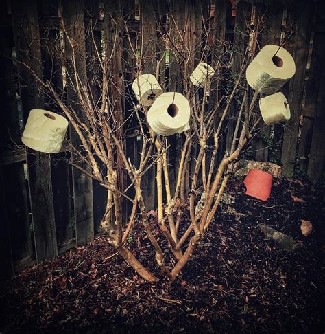 Toilet Paper Tree Photograph By Amy Sorvillo