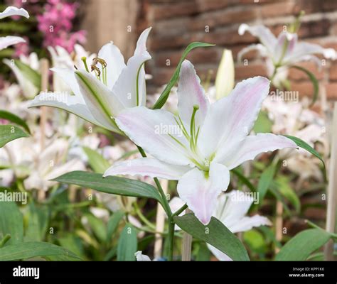 Close Up In Bloom Hi Res Stock Photography And Images Alamy