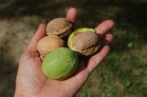 Nut trees bear such fruits as almonds, walnuts, brazil nuts. Backyard Farms: Days of Wine and Walnuts