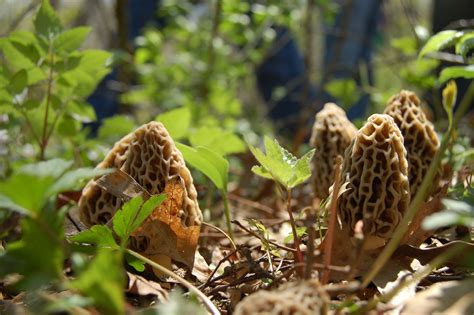 What Is The Ideal Air And Ground Temperature For Morels To Grow Hunt