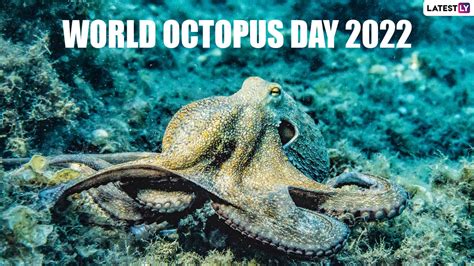 Festivals And Events News Read About World Octopus Day 2022 Date