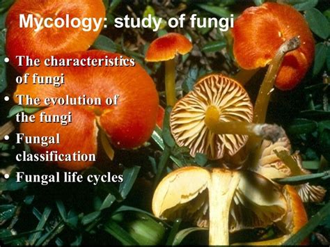 Intro to mycology