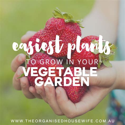 Easiest Plants To Grow In Your Vegetable Garden Easy Plants To Grow
