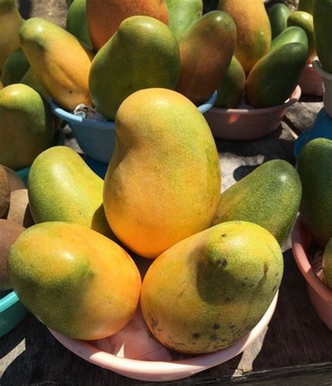 Top 5 Exotic Fruits Of Jamaica A Jamaica Experience