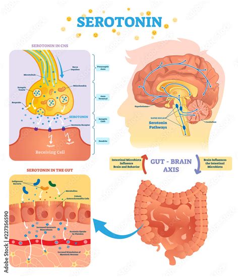 Serotonin Vector Illustration Labeled Diagram With Gut Brain Axis And