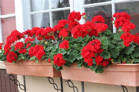 We offer a variety of sizes and styles of metal flower boxes to suit any home. 15+ Front Porch Planters & Window Boxes in 2020 | Red ...
