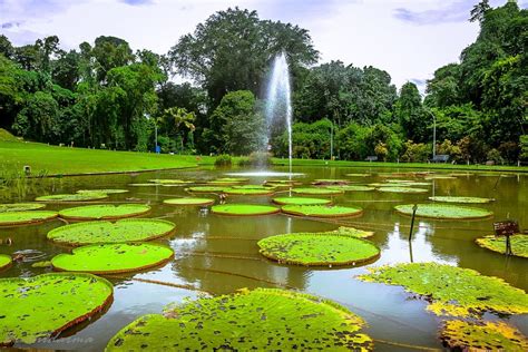 Deskripsi Kebun Raya Bogor Homecare