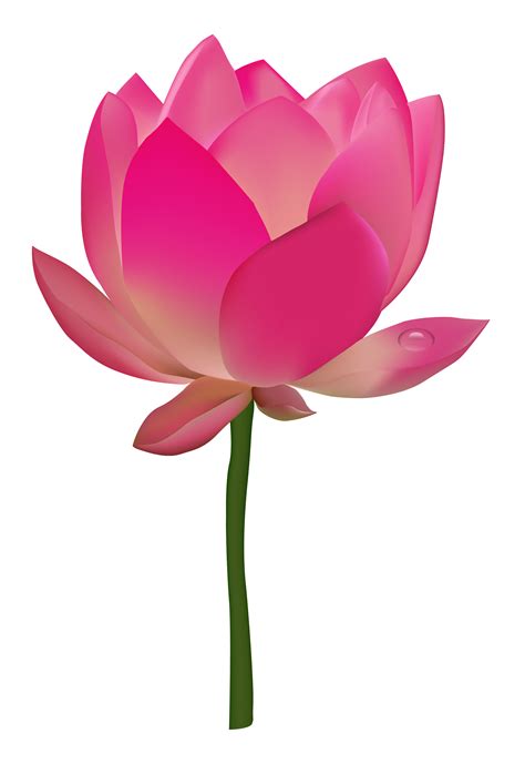 Lotus Flower Png Image Purepng Free Transparent Cc0 Png Image Library