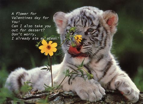 Baby Tiger Valentines Day Greeting For Enrique