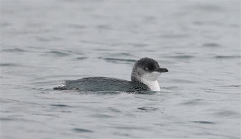 Kidzsearch.com > wiki explore:web images videos games. White-flippered penguin