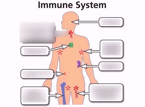 35 Diagram Of The Immune System - Wiring Diagram Database