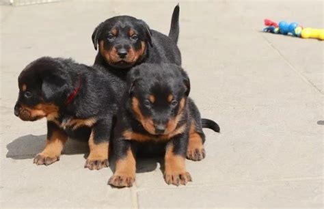 Beauceron Puppies Behavior And Characteristics In Different Months