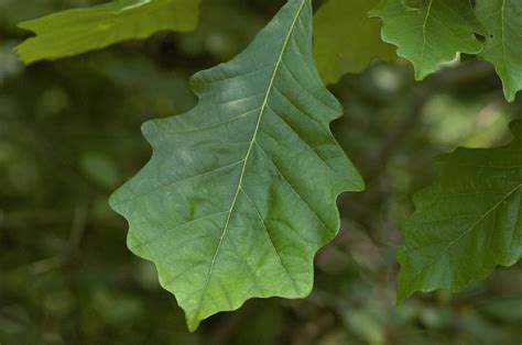 Field Biology In Southeastern Ohio Oaks Of Ohio