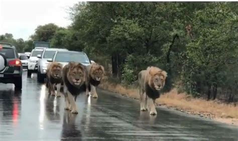 The chicago parking office will validate the request and then email you an application and additional instructions. Lions Take Over Road in South Africa as Cars Follow Them ...