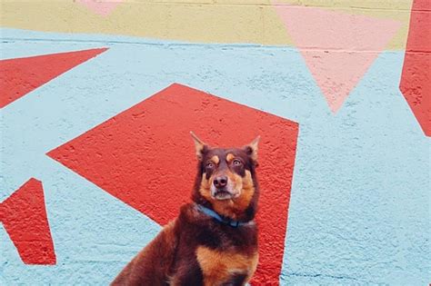 9 Photos Of Dogs In Portland Because Why Not