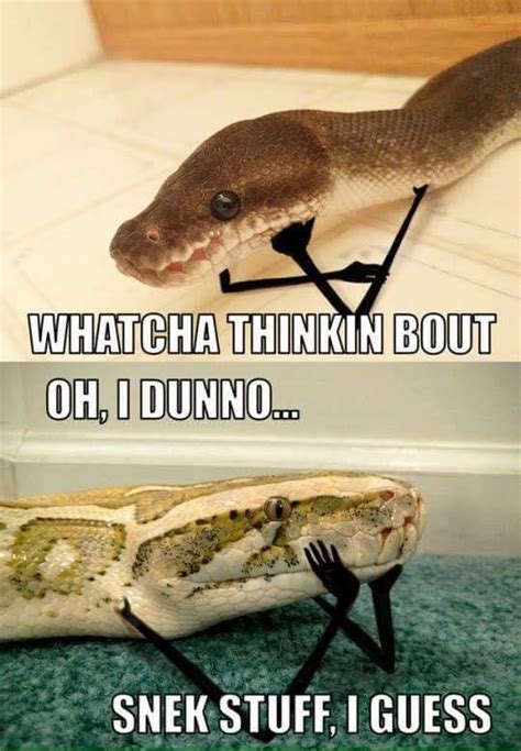 Snek Stuff Whatcha Thinkin Bout Know Your Meme