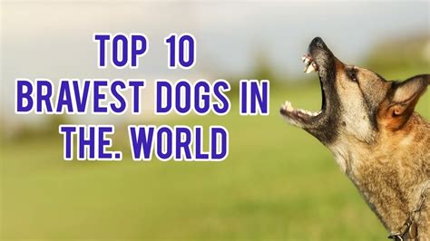 Top 10 Bravest Dog Breeds In The World Youtube
