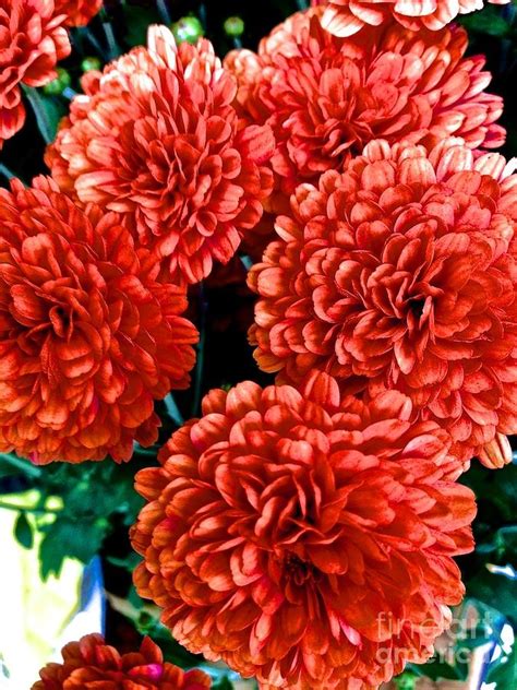 Bright Vibrant Flowers Photograph By Christy Gendalia Fine Art America