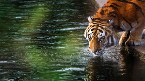 Tiger Animals Nature Water Big Cats Green Hd Wallpaper