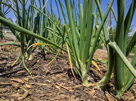 You Sure Can Grow Long Day Onions In Southern California Greg Alders