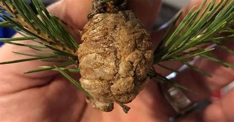 Warning Over Brown Walnut Sized Clumps On Christmas Trees That Could