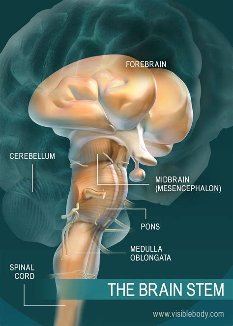 A Diagram Of The Parts Of The Brain Stem In 2021 Human Brain Parts