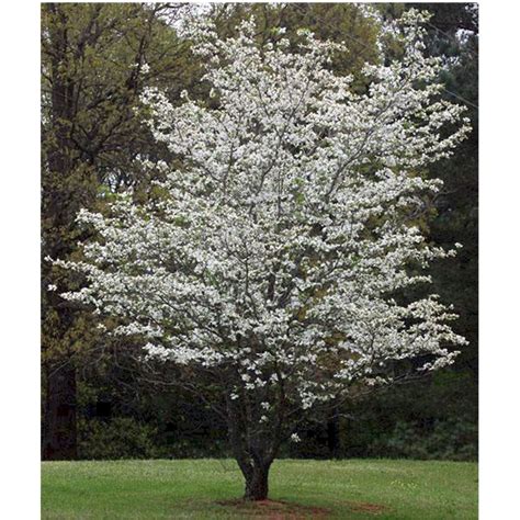Flowering Dogwood Tree Identification