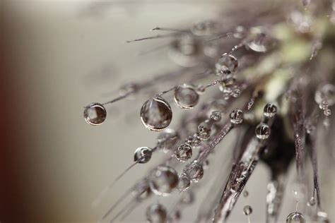 Free Images Water Branch Droplet Drop Dew Leaf Flower Wet