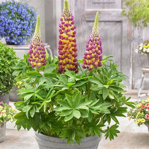 Buy West Country Lupin Lupinus Manhattan Lights Pbr £999 Delivery