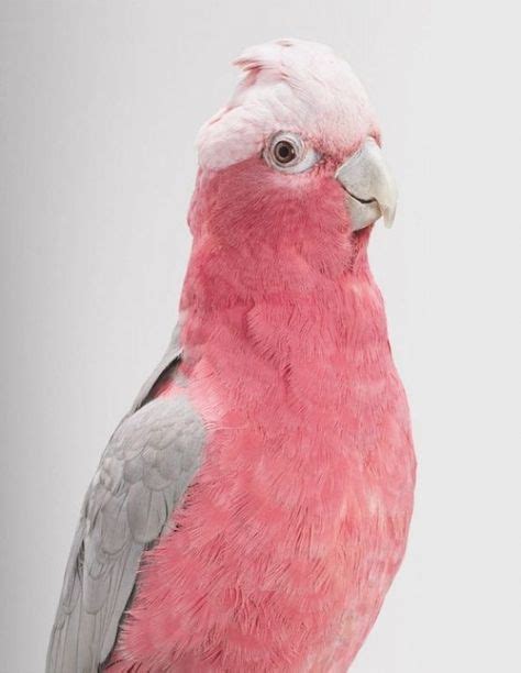 19 Pink Parrot Ideas Parrot Pink Pet Birds
