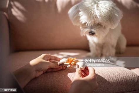 Happy Dog Bone Photos And Premium High Res Pictures Getty Images