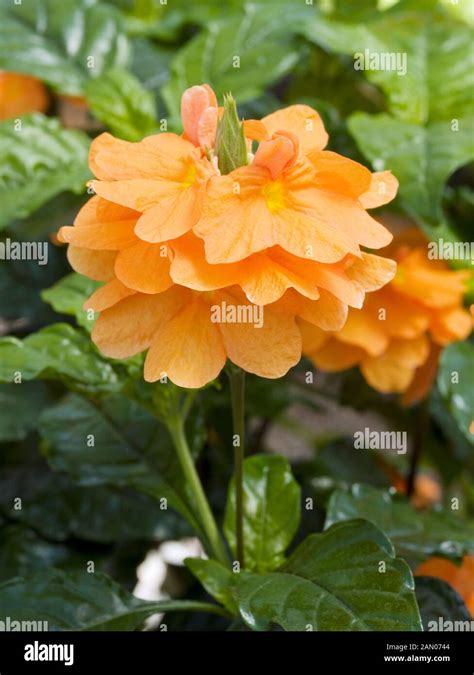 Crossandra Infundibuliformis Orange Marmalade Firecracker Plant