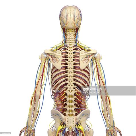 Back Anatomy Artwork Illustration Getty Images