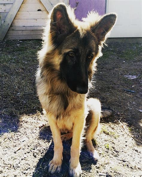 she s a pretty girl and she knows it r germanshepherds