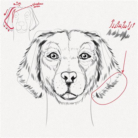 How To Draw A Dog Face Realistic