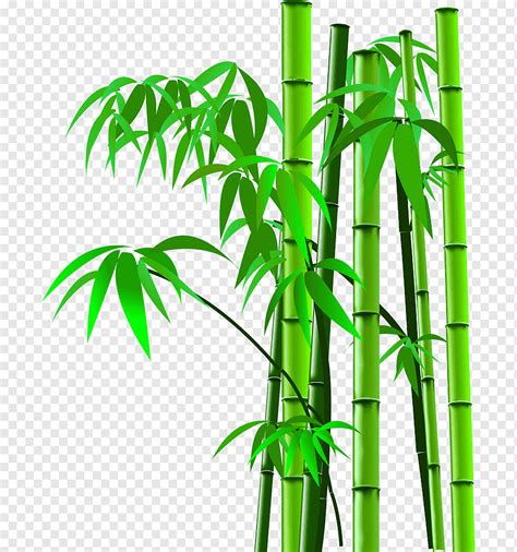 Ilustrasi Grafis Pohon Bambu Hijau Pemindai Bambu Kartun Bambu Bambu